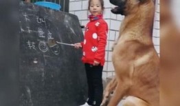 网友爆料训犬师视频,网友爆料视频曝光